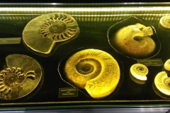 Wycieczka do Bałtowa